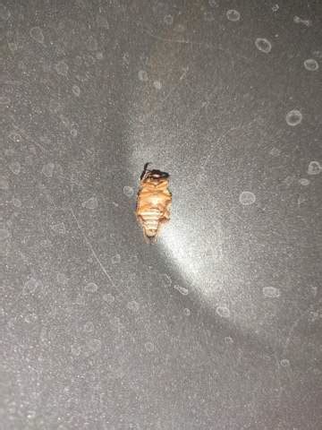 Lesen sie, wie sie schädlinge gezielt abwehren und wann hilfe benötigt wird. Ist das eine Schabe? (Käfer, Käfer im Haus, käferbefall)