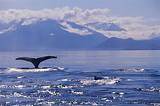 Alaskan Whale Cruise