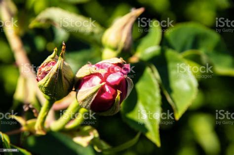 Pink Rose Bud Frontal View Stock Photo Download Image Now Beauty