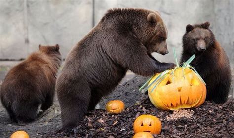 Grizzly Bears With Pumpkins Animals Alaskan Brown Bear Brown Bear