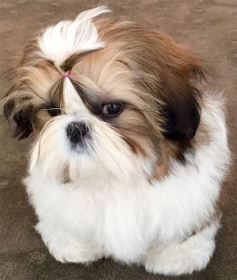 7 Tips To Groom Your Shih Tzu Easily Page 2 Of 4 Shih Tzu Buzz