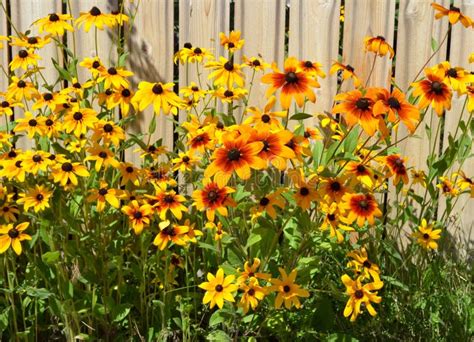 Bright Yellow Black Eyed Susan Flowers Stock Photo Image Of Petals