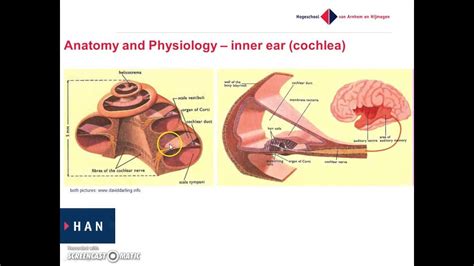 Anatomy And Physiology Of The Inner Ear Youtube