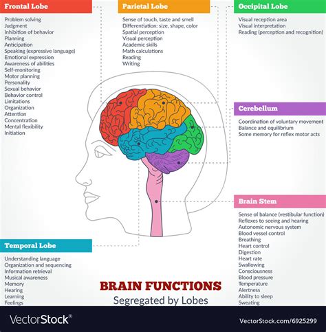 The human brain is a specialized organ that is responsible for all thought and movement that the body produces. Human brain anatomy and functions Royalty Free Vector Image
