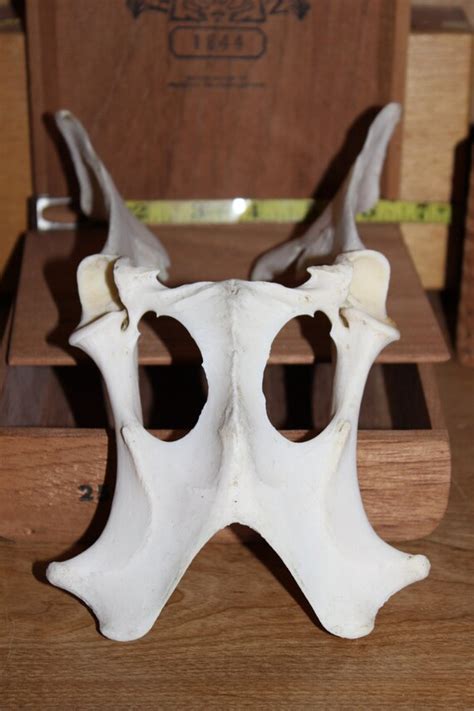 Found Deer Pelvic Bone Deer Hip Bone