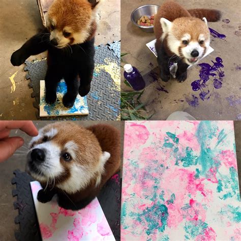 Please Follow Iloveredpandas Painting With Pandy Redpanda Panda