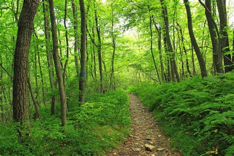 Path Into Dense Fir Tree Forest Hoodoo Wallpaper