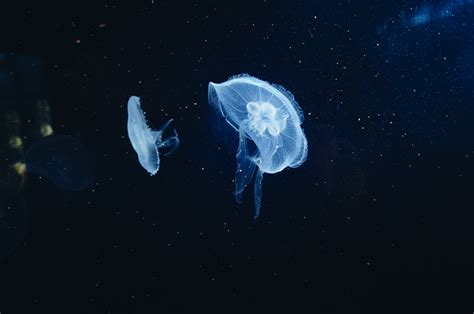 Online Crop Two White Jellyfish Jellyfish Underwater World