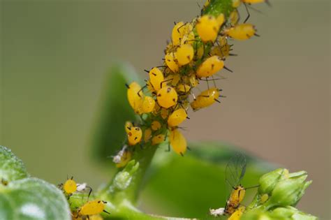 How To Get Rid Of Aphids On Milkweed Save Our Monarchs In Get Rid Of Aphids Milkweed