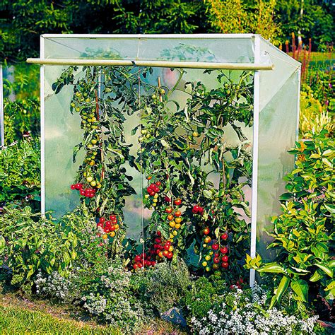 Zoom image | view original size. Tomatenhaus Größe 1 150 cm x 60 cm - Beckmann KG
