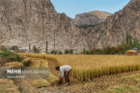Mehr News Agency Traditional Rice Harvesting In Mazandaran