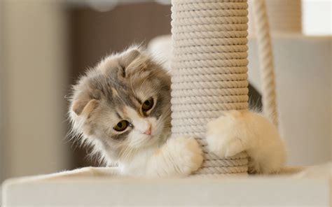 Playful Kitten Wallpapers And Images Wallpapers Pictures Photos
