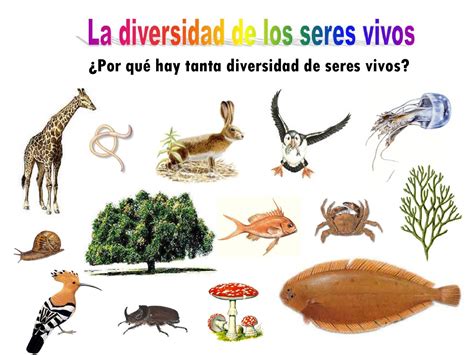 La Diversidad De Seres Vivos By Profr Hurtado Pérez Issuu