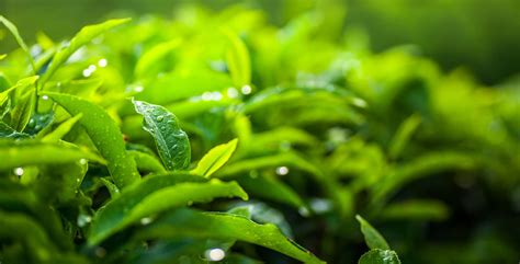 How To Grow And Care For Camellia Sinensis