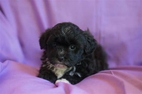 We did not find results for: Shih Poo puppy dog for sale in Akron, Ohio