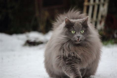 Top 137 Long Haired Cat Breeds Grey Polarrunningexpeditions