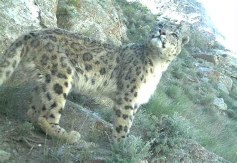 Photos Snow Leopard In Afghanistan