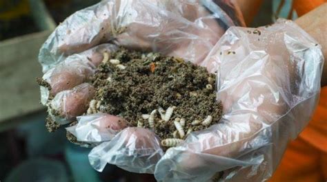 Environment Office Encourages Maggot Farming For Reducing Organic Waste