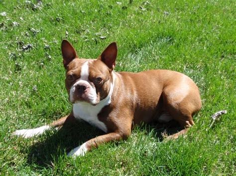Before buying a puppy it is important to understand the associated costs of owning a dog. AKC Boston Terrier Stud (Red) for sale in Logan, Utah Here is why I love Boston Terrier | Boston ...