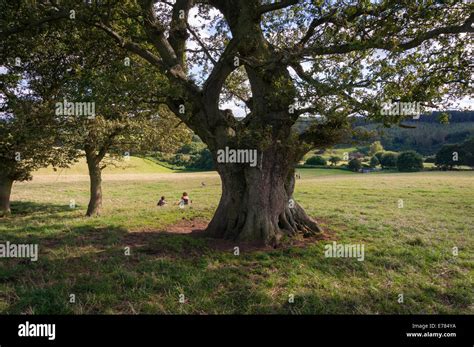 Under The Shade Of An Old Oak Tree In The Surrey Hills Uk Stock Photo