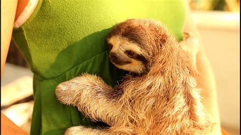 Holding A Baby 3 Toed Sloth Youtube
