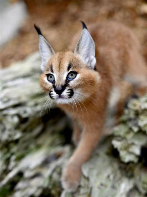 Caracals For Sale