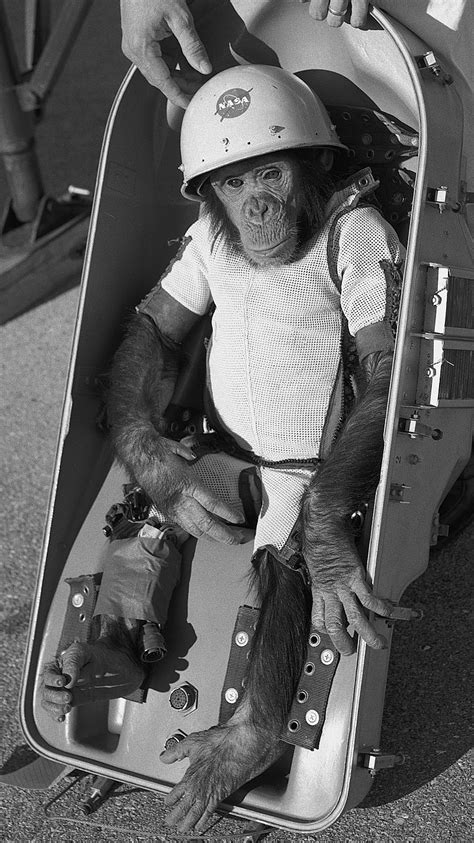 Jan 31 1961 Ham The Chimp In Space Wes Platt Writes