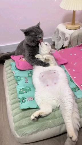 Two Cats Playing With Each Other On A Bed