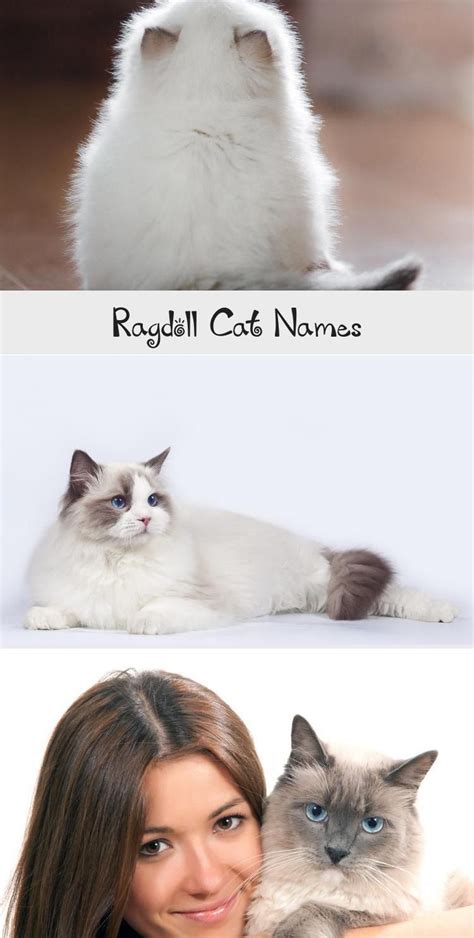 Ragdoll Cat Names Cats Ragdoll Cat Cat Names