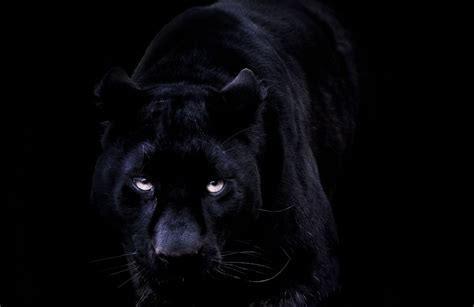 🔥 Download Black Jaguar Wallpaper By Joshuaw58 3d Black Jaguar