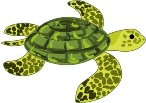 Download High Quality Turtle Clipart Swimming Transparent