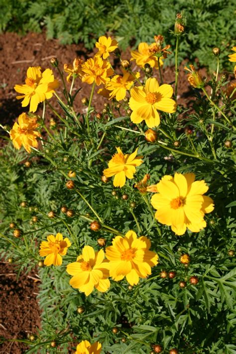 Silver Falls Seed Company Cosmos Sulphur Dwarf Gold