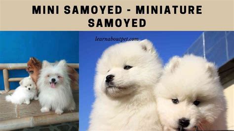 Mini Samoyed 25 Interesting Miniature Samoyed Dog Facts