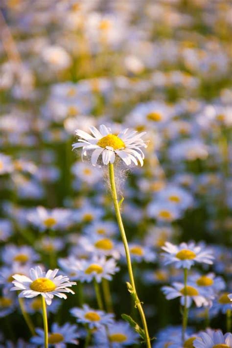 Free Picture Leaf Chamomile Field Garden Flora Nature Flower Summer