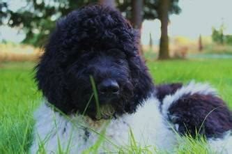 We also reserve the right to accept payments in whatever method we deem appropriate, which may vary according to the situation. AKC standard parti poodle puppies for Sale in Coeur D ...