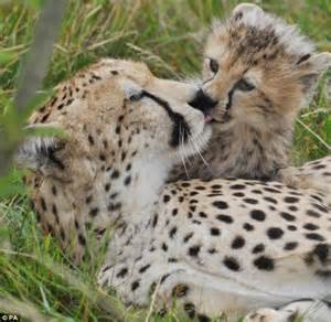 First Cheetah Cubs Born In Uk Show Off At Whipsnade Zoo