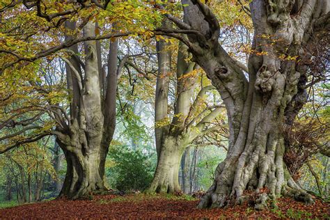 Ancient Beech Trees Lineover Wood Gloucestershire Uk Photograph By