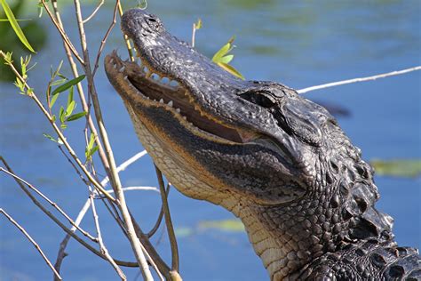 American Alligator Alligator Mississippiensis Everglade Flickr