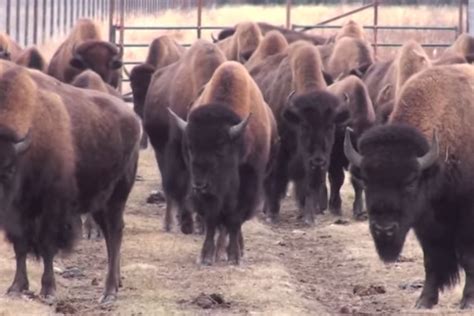 Tips For Starting A Bison Farm