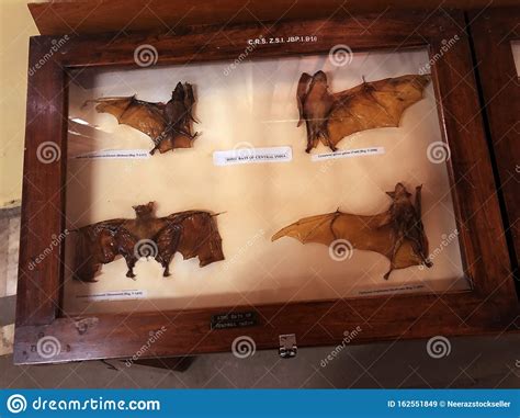 Indian Forest Bat Varieties Kept Into Museum Showcase Editorial Stock