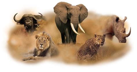 The Big Five Animals In Africa Pride Drive Tour Solutions Limited