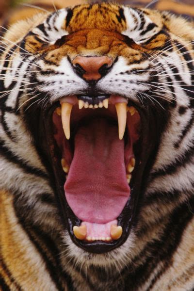 19 Amazing Tiger Facts For Global Tiger Day Wwf Canada