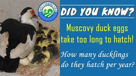 Hatching Muscovy Duck Eggs Naturally Bmp Log