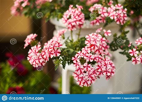 White Pink Flowers In A Pot On The Wall Stock Image Image Of Container Garden 128449501
