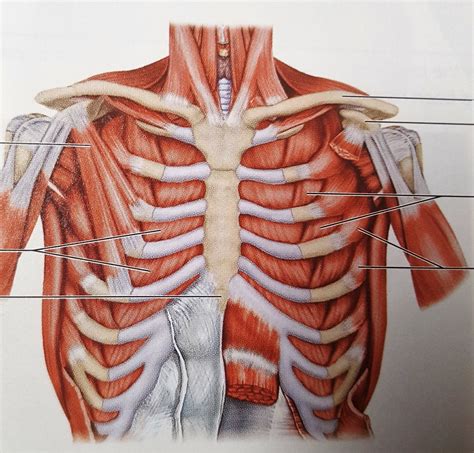 Chest Muscles Diagram Normal Anatomy Of The Pectorali