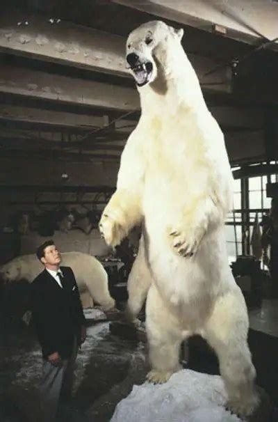 How Big Is A Polar Bear Polar Bear Size Zooologist