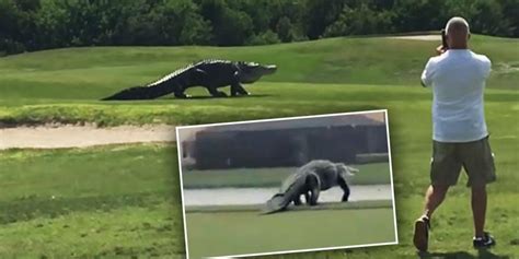 Giant Alligator Strolls Through Naples Florida Golf Course — Watch