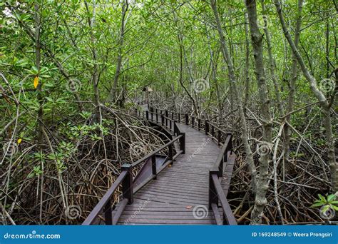 Ecuador Galapagos Islands Unesco World Heritage Site Mangrove Forest