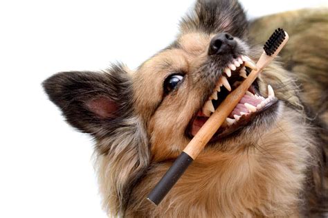 Healthy Dog Gums The Best Way To Recognize A Dogs Gum Condition