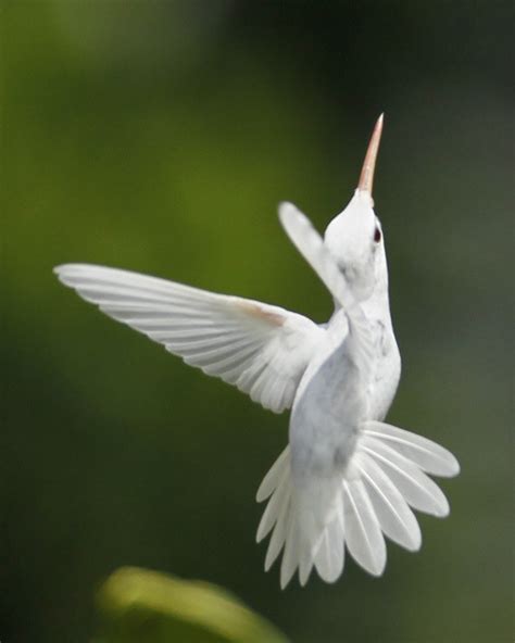 Amazing Photos Of Very Rare Albino Ruby Throated